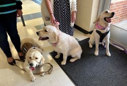  Three service dogs at Winget Park Elementary School